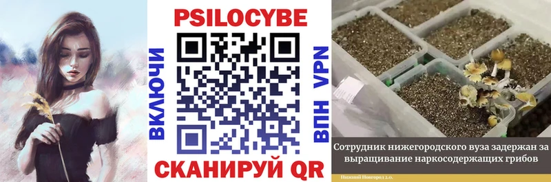 Галлюциногенные грибы Psilocybe  как найти   Тейково 